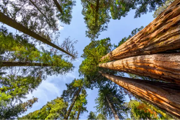 bosques-y-sostenibilidad