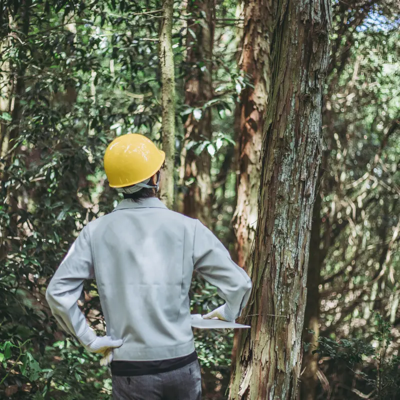 certas-proyectos-forestales