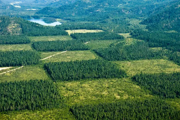forestal-certas-proyectos