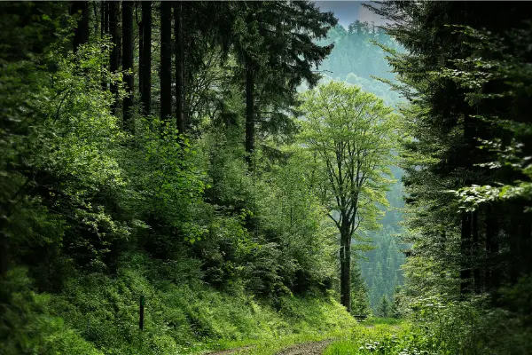 proyectos-forestales-lindes