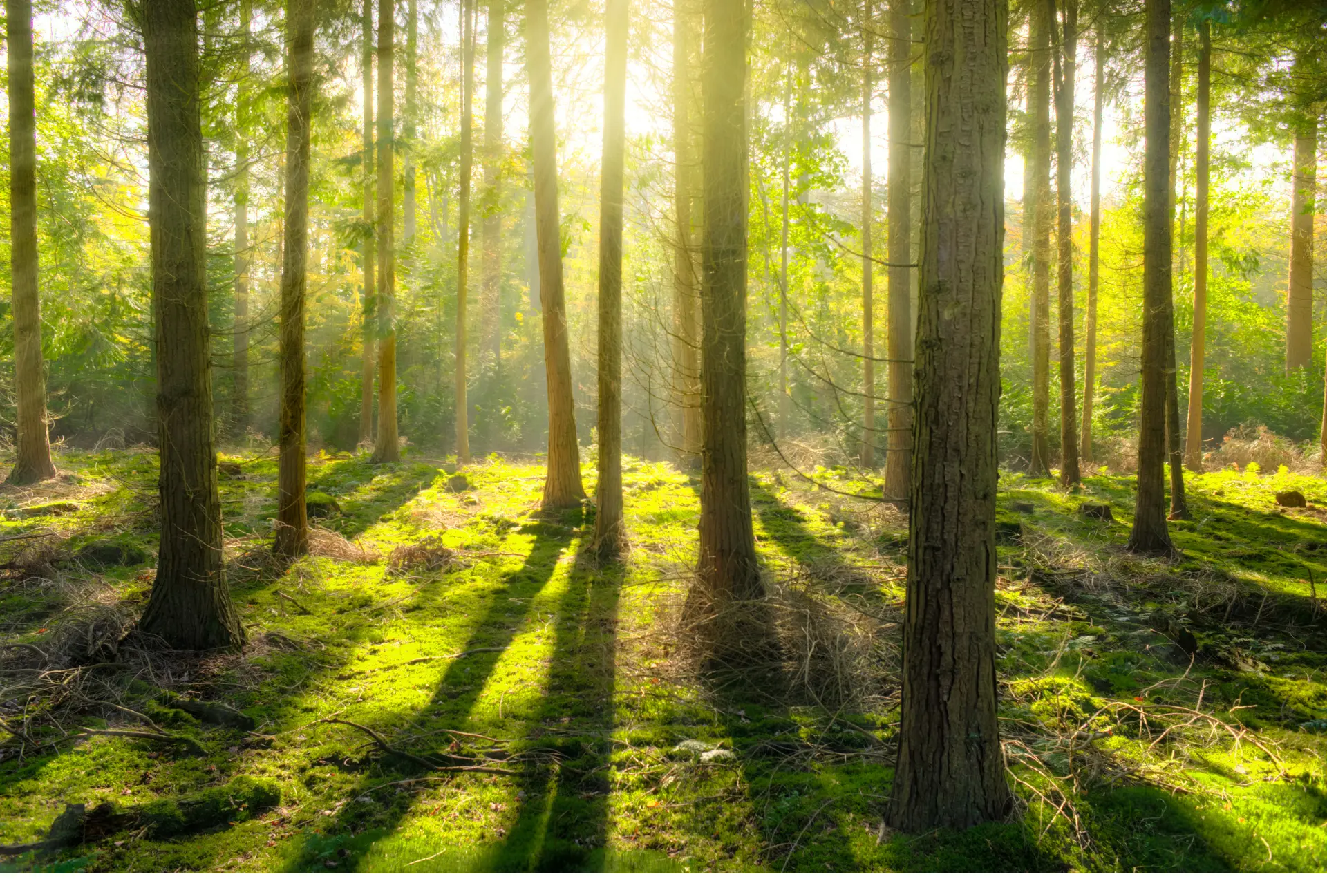 proyectos-forestales