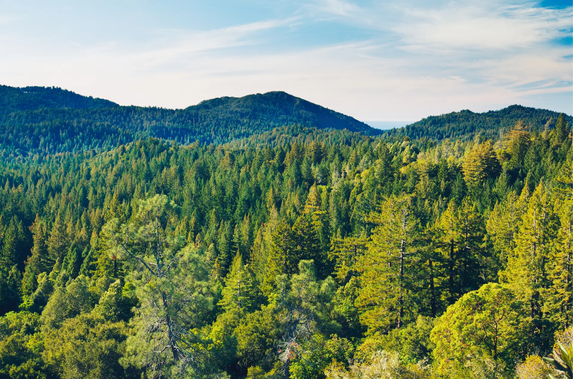 proyectos-y-certificados-forestales