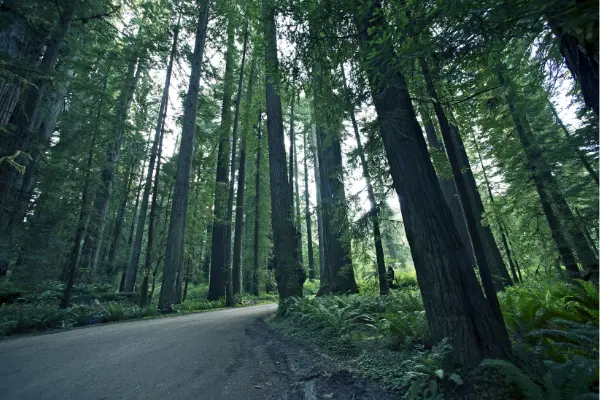 sn-certas-proyectos-forestales