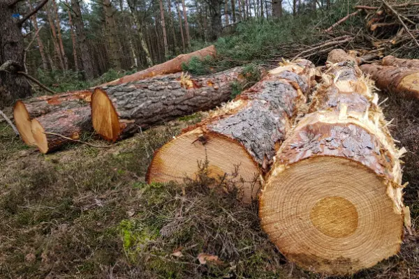 sn-certificados-forestales-pefc