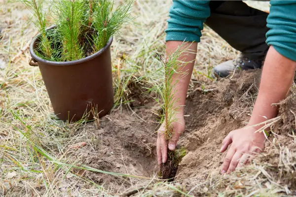 sn-proyectos-forestales-fin