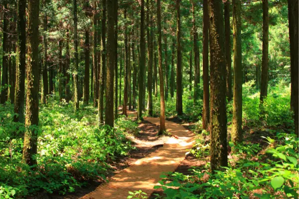 sostenibilidad-forestal