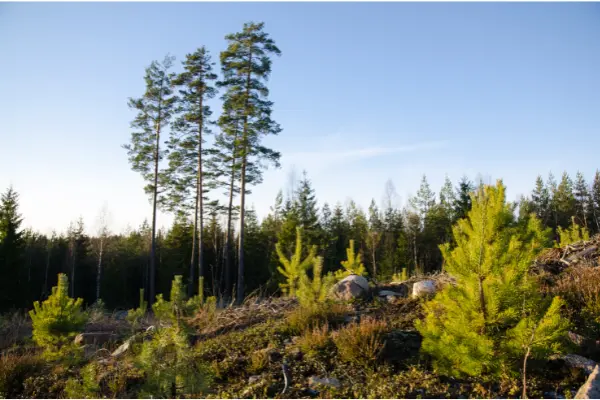 trazabilidad-de-productos-forestales